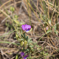 Polygala rehmannii