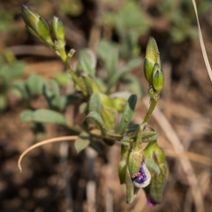 Polygala rehmannii