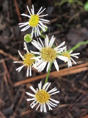 Erigeron vernus