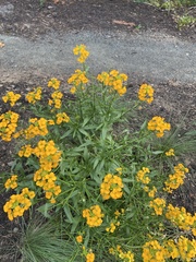 Erysimum capitatum capitatum