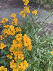 Erysimum capitatum capitatum