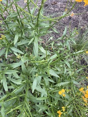 Erysimum capitatum capitatum
