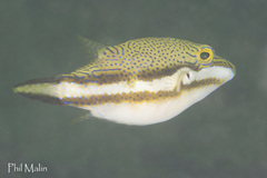 Canthigaster callisterna