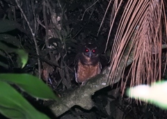 Pulsatrix koeniswaldiana