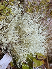 Usnea cornuta
