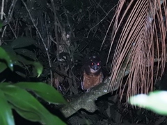 Pulsatrix koeniswaldiana