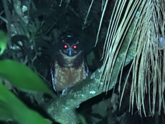 Pulsatrix koeniswaldiana