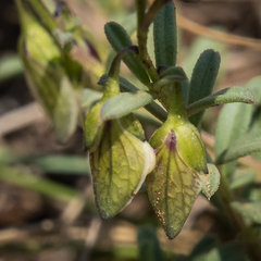 Polygala rehmannii