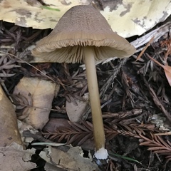Entoloma formosum