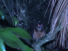 Pulsatrix koeniswaldiana