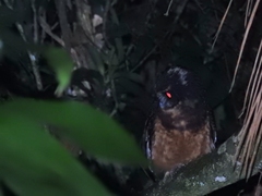 Pulsatrix koeniswaldiana