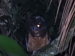 Pulsatrix koeniswaldiana