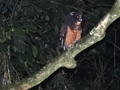 Pulsatrix koeniswaldiana