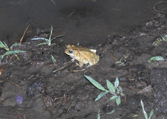 Incilius porteri