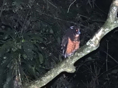 Pulsatrix koeniswaldiana