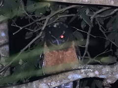 Pulsatrix koeniswaldiana