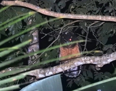 Pulsatrix koeniswaldiana