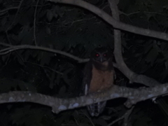 Pulsatrix koeniswaldiana