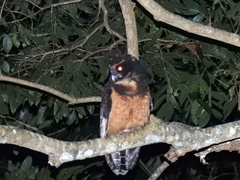 Pulsatrix koeniswaldiana