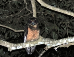 Pulsatrix koeniswaldiana