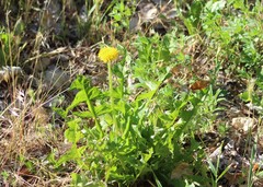 Taraxacum officinale