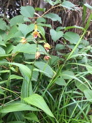 Epipactis thunbergii