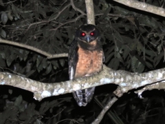 Pulsatrix koeniswaldiana