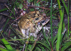 Incilius porteri