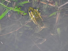 Lithobates lenca