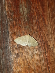 Trisateles emortualis