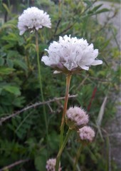 Armeria arenaria
