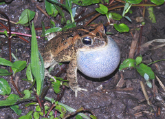 Incilius porteri