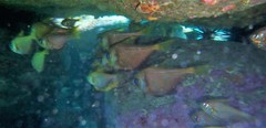 Pempheris compressa