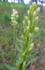 Dactylorhiza insularis