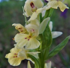 Dactylorhiza insularis