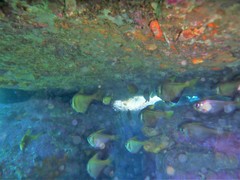 Pempheris compressa