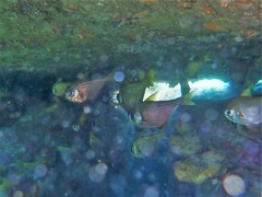 Pempheris compressa