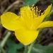Pubescent St John's-Wort - Photo (c) Karim Haddad, some rights reserved (CC BY), uploaded by Karim Haddad