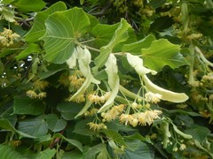 Tilia platyphyllos