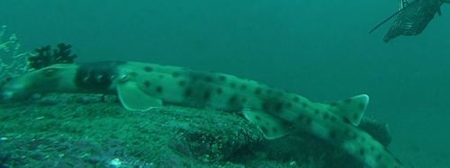 Collared carpetshark (Parascyllium collare) — Parascylliidae — 3