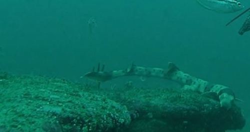 Collared carpetshark (Parascyllium collare) — Parascylliidae — 2