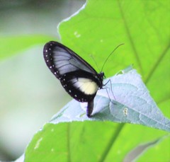 Hyalyris coeno coeno