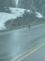 Vulpes vulpes cascadensis