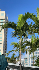 Ptychosperma elegans