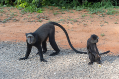 Cercopithecus mitis mitis