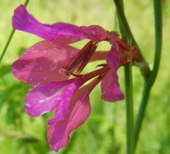 Gladiolus communis