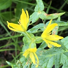 Lysimachia asperulifolia