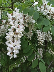 Robinia pseudoacacia