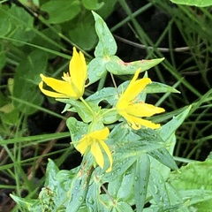 Lysimachia asperulifolia