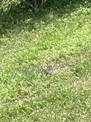 Ictidomys tridecemlineatus